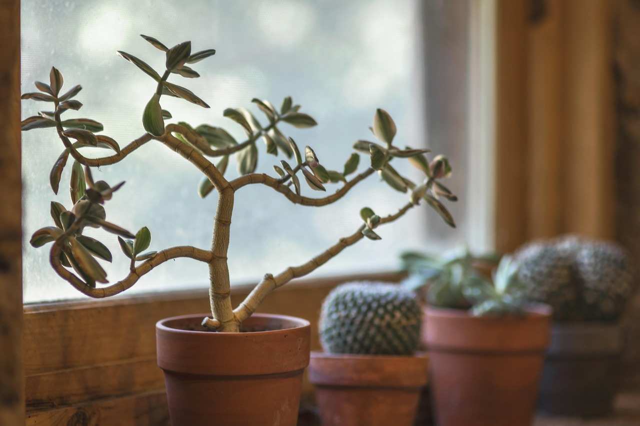 Planta-jade e cactos em vasos de barro junto à janela